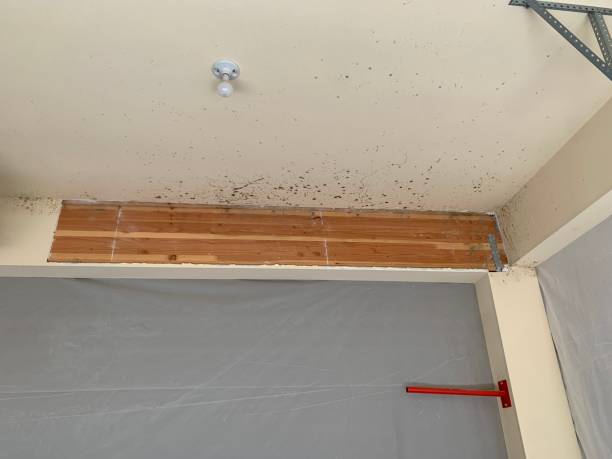 Professional Mold Removal in Knoxville, IL