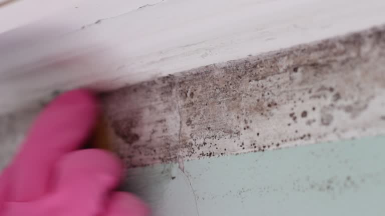 Environmental Consulting for Mold Prevention in Knoxville, IL